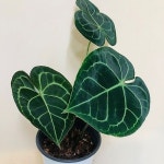 클라리네비움 안스리움(동일품배송) - 관엽식물(Foliage)