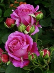 Pink Roses | 꽃 정원, 꽃 사진, 아름다운 꽃