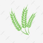보리 일러스트, 보리, 밀, 작물 PNG 일러스트 및 PSD 이미지 무료 다운로드 - Pngtree