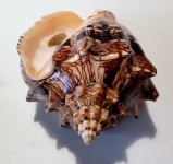 Shell VOLUTA EBRAEA W/O Brasile 162 mm # GOOD QUALITY, HUGE LIP | eBay | 빈티지, 조개