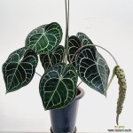 클라리네비움 특대품 /동일품배송/높이 100 너비 55 - 공기정화식물(air purifying plants)