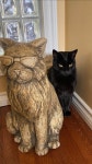 PETS, Cats, Dogs에 있는 TOMORO님의 핀