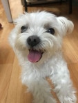 멍(Mung)에 있는 핀