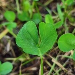 한잎클로버(Clover Collection 230701L1)