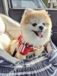 Pin page adorable pomeranian pictures에 있는 personal님의 핀 - 2024