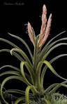 Air Plant | Tillandsia | 공중식물