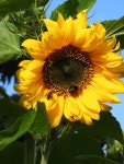 Sunflower love 💛 - 2023 | 꽃 사진, 꽃, 사진