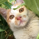 CAFE BnU CAT #카페비앤유 #비앤유 #비앤유카페 #후곡마을 #후곡 #일산 #일상 #고양이 #냥 #길냥이