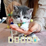 캣프렌즈 먼치킨고양이분양 특수묘종 고양이분양 전문 on Instagram: “♡ 죄송합니다  아이는 분양이 끝났는데 아깽이... 