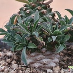 괴마옥 묵은아이 2-132(Euphorbia hypogaea) - 다육식물(Succulent)