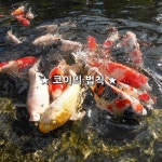 ★ 코이의 법칙 ★  관상어 중에 코이라는 잉어!! 이놈은 작은 어항에 넣어두면  5~8cm 밖에 자라지 않지만 커다란 수족관이나 연못에... 