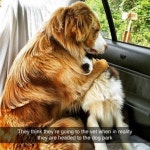Dogs의 최고 인기 이미지 621개 | 강아지, 고양이 및 귀여운 동물 Dogs