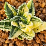 천사의눈물 금(variegated) - 다육식물(Succulents)