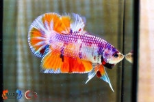 Pin page Pin on Betta / 베타