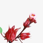 낙수의 여신 꽃이 피고 이미지 소재 | Roselle flower, Flower pictures, Flowers