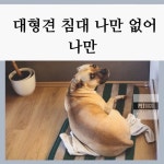 펫리코 Petrico - Page 2 of 21 - 반려동물 모든정보