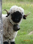 Sheep에 관한 47개의 최상의 Pinterest 이미지 | 염소, 농장 동물 및 시골 생활 Sheep