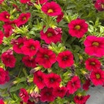 Pin page Pin by ㅤ on flowers | Flowers, Plants, Garden