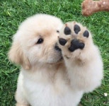 Doggos에 관한 41개의 최상의 Pinterest 이미지 | 강아지, 동물과 애완동물 및 개와 고양이 Doggos