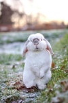 Babytiere에 관한 33개의 최상의 Pinterest 이미지 | 야생 동물, 웃긴 동물 및 귀여운 동물 Babytiere