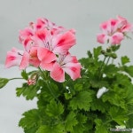 캔디플라워 피치클라우드 - 공기정화식물(air purifying plants)