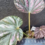 캔디스트라이프2063[동일] - 공기정화식물(air purifying plants) 캔디스트라이프2063[동일] - 공기정화식물(air purifying plants)... 