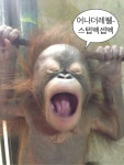 스텝백