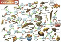 zoekkaarten에 관한 332개의 최상의 Pinterest 이미지 | 새, 동물 및 수정 zoekkaarten