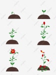 간단하고 사랑스러운 식물의 꽃 성장 과정, 꽃의 성장 과정, 식물, 식물 성장 과정 PNG, 일러스트 및 벡터 에 대한 무료 다운로드 - Pngtree