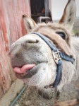 Asses에 관한 1367개의 최상의 Pinterest 이미지 | 말, 동물 및 농장 동물 Asses