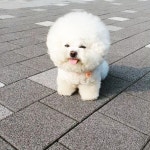 Pin page 진주.펄💜 - Bichon Frise Dog