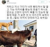 한국판 브레멘 음악대