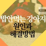 밥안먹는 강아지 심리이해 와 해결방법(강아지가 밥을안먹어요) | 펫리코 반려동물 건강정보