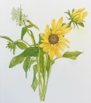 Pin page 엘리 보태니컬아트 on Instagram: 주말반 영주회원님의 루드베키아 색연필 작품 #workinprogress #엘리보태니컬아트... 