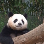 13 #푸바오 #Fubao #아기판다 #루이바오 #후이바오 #ruibao #huibao #睿宝 #辉宝 #아이바오 #panda #giantpanda #Aibao #babypanda #Lebao #러바오... 