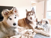 Huskies are the best dogs ever!에 있는 Tisha Ludiker님의 핀
