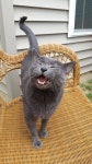 This cat is so happy to be outside by HUMANLEM0N. What you think about? | 애완동물, 귀여운 동물, 동물