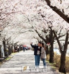 [영주시 : 배경희 기자] 영주시, 2019 벚꽃축제 가흥1동 서천변에서 개최... 이어지는 서천변 뚝방길을 따라 벚꽃의 향연이 펼쳐진다.… | 영주... 