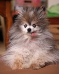Cute #pomeranian puppy! | 동물