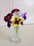 Pansies in a vase | 팬지