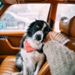 Dog에 관한 149개의 최상의 Pinterest 이미지 | 강아지, 새끼 고양이 및 웃긴 동물 Dog