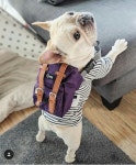Do I have to go to puppy school | 애견