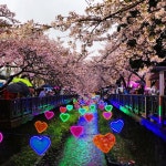 진해. Jinhae.