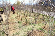 한강시민공원 여의도지구 둔치 녹지대(서울마리나 앞)에 식재한 무궁화나무(이미지 포함)
