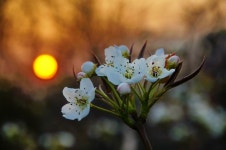 석양과 배꽃 (Pear blossom sundown) by Charlie Zo on 500px | 그리기