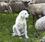 Puppy에 관한 9개의 최상의 Pinterest 이미지 | 애완동물, 개 품종 및 강아지 Puppy