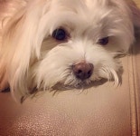 Maltese Dogs에 관한 198개의 최상의 Pinterest 이미지 | 강아지, 애완동물 및 Bichon frise Maltese Dogs