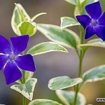 무늬빈카(금맥)-소품(variegated) - 야생화(Wild Flower)
