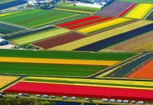 [탄현동 홈스쿨 미술_작업실105] 아동미술 원근법 이해하기+튤립농장 : 네이버 블로그 | Голландия, Английские... 