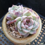 레드벨벳(1448)(E. Red Velvet) 레드벨벳(1448)(E. Red Velvet) | Suculentas